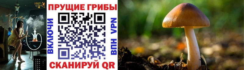 Псилоцибиновые грибы Psilocybine cubensis mega ссылки Лаишево что такое